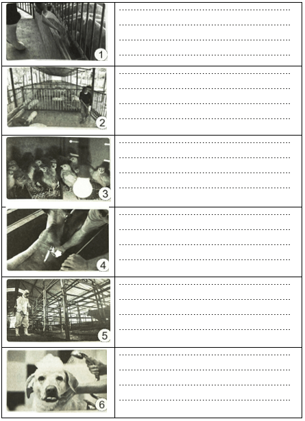 Vở bài tập Khoa học lớp 4 Cánh diều Bài 14: Nhu cầu sống của động vật và chăm sóc vật nuôi 