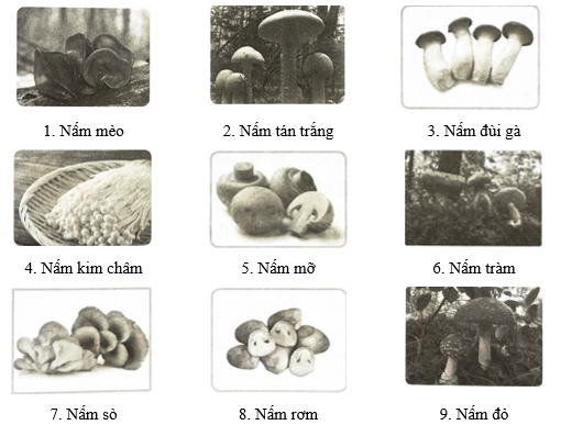 Vở bài tập Khoa học lớp 4 Cánh diều Bài 15: Nấm và một số nấm được dùng làm thức ăn