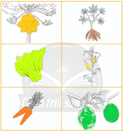 Vở bài tập Khoa học lớp 4 Chân trời sáng tạo Bài 31: Vai trò của thực vật trong chuỗi thức ăn 