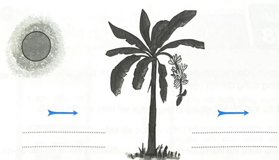 Vở bài tập Khoa học lớp 4 Kết nối tri thức Bài 18: Ôn tập chủ đề thực vật và động vật