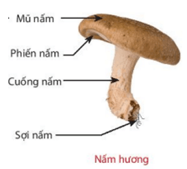 Vở bài tập Khoa học lớp 4 Kết nối tri thức Bài 19: Đặc điểm chung của nấm