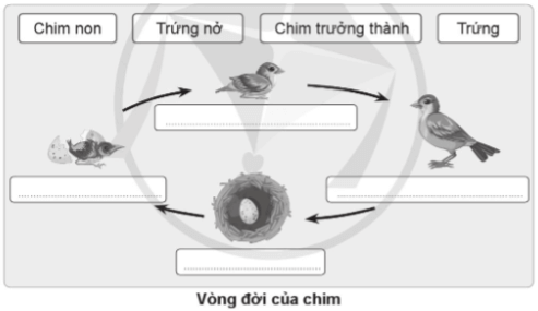 Vở bài tập Khoa học lớp 5 Cánh diều Bài 11: Vòng đời của động vật đẻ trứng và động vật đẻ con