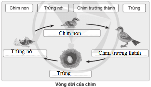 Vở bài tập Khoa học lớp 5 Cánh diều Bài 11: Vòng đời của động vật đẻ trứng và động vật đẻ con