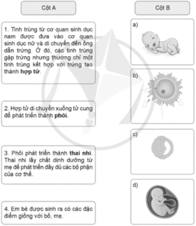 Vở bài tập Khoa học lớp 5 Cánh diều Bài 15: Sự sinh sản ở người