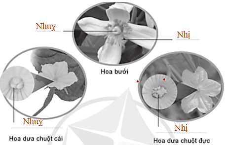 Vở bài tập Khoa học lớp 5 Cánh diều Bài 8: Sự sinh sản của thực vật có hoa