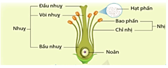 Vở bài tập Khoa học lớp 5 Cánh diều Bài 8: Sự sinh sản của thực vật có hoa
