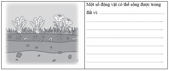 Vở bài tập Khoa học lớp 5 Chân trời sáng tạo Bài 1: Thành phần và vai trò của đất 