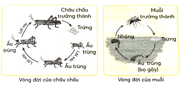 Vở bài tập Khoa học lớp 5 Chân trời sáng tạo Bài 16: Sự lớn lên và phát triển của động vật 