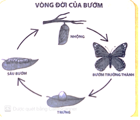 Vở bài tập Khoa học lớp 5 Chân trời sáng tạo Bài 17: Ôn tập chủ đề Thực vật và động vật 