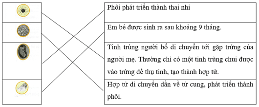 Vở bài tập Khoa học lớp 5 Chân trời sáng tạo Bài 23: Sự sinh sản ở người 