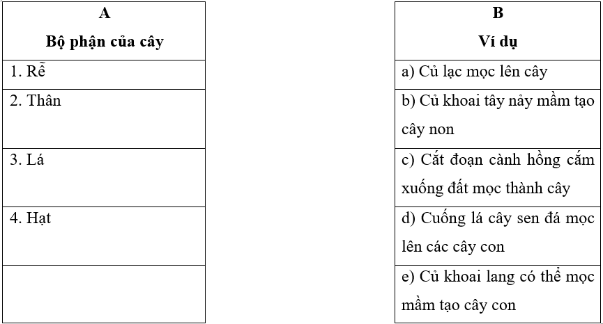 Vở bài tập Khoa học lớp 5 Kết nối tri thức Bài 14: Sự phát triển của cây con