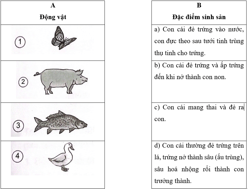 Vở bài tập Khoa học lớp 5 Kết nối tri thức Bài 15: Sinh sản của động vật