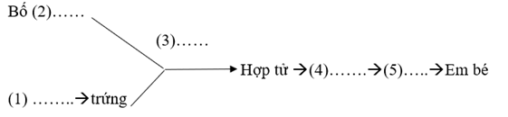 Vở bài tập Khoa học lớp 5 Kết nối tri thức Bài 22: Sự hình thành cơ thể người