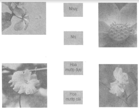 Vở bài tập Khoa học lớp 5 Bài 51: Cơ quan sinh sản của thực vật có hoa | Giải VBT Khoa học 5