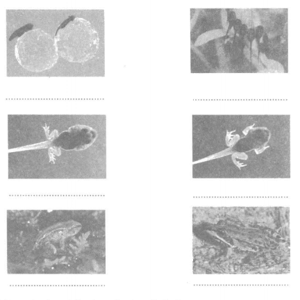 Vở bài tập Khoa học lớp 5 Bài 57: Sự sinh sản của ếch | Giải VBT Khoa học 5