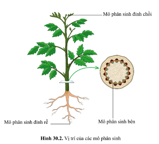 Vị trí các mô phân sinh của cây trong hình 30.2 trang 61 Vở bài tập KHTN 7
