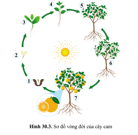 Các giai đoạn sinh trưởng và phát triển tương ứng từ (1) đến (7) của cây cam
