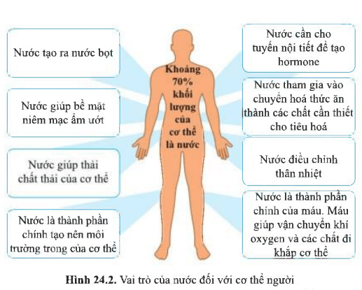 Từ hình 24.2 (SGK), vai trò của nước đối với cơ thể người