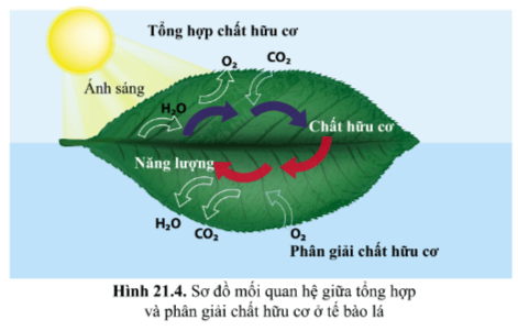 Từ hình 21.4 (SGK) cho thấy mối quan hệ giữa tổng hợp và phân giải chất hữu cơ ở tế bào lá cây