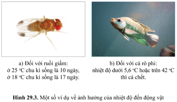 Từ hình 29.3 (SGK) cho thấy ảnh hưởng của nhiệt độ đến sinh trưởng của ruồi giấm