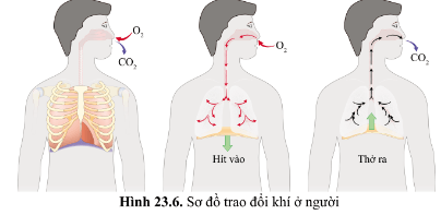 Từ hình 23.6 (SGK), con đường đi của khí qua các cơ quan của hệ hô hấp