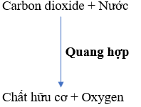 Bảng 18.1. Mối quan hệ giữa trao đổi chất và chuyển hóa năng lượng ở lá