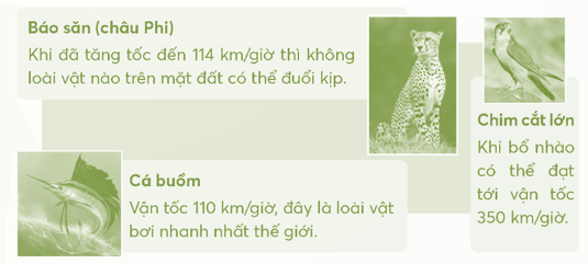 Vở bài tập Toán lớp 5 Chân trời sáng tạo Bài 83: Vận tốc