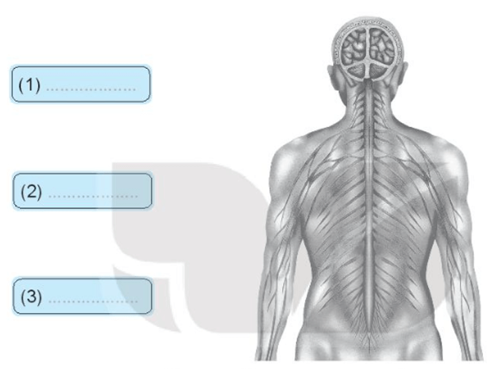 Vở bài tập Tự nhiên xã hội lớp 3 trang 57, 58 Bài 22: Cơ quan thần kinh | Kết nối tri thức (ảnh 1)