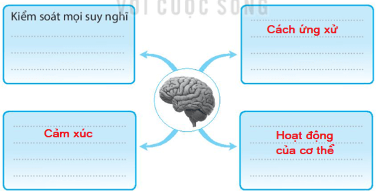 Vở bài tập Tự nhiên xã hội lớp 3 trang 57, 58 Bài 22: Cơ quan thần kinh | Kết nối tri thức (ảnh 4)