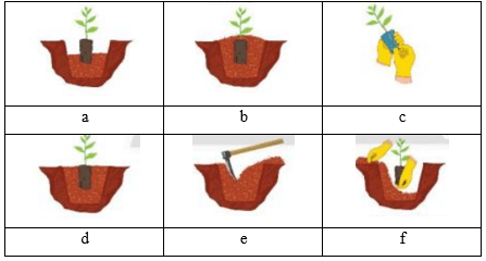 Nối các công việc trồng rừng bằng cây con có bầu đất ở cột A với thứ tự các bước ở cột B