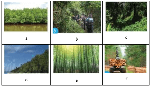 Nối tên các loại rừng ở cột A với cách phân loại rừng ở cột B sao cho phù hợp