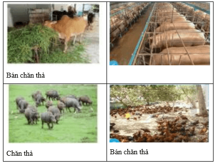 Quan sát và điền thông tin về phương thức chăn nuôi (chăn thả, nuôi nhốt, bán chăn thả)