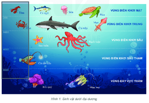 Quan sát hình 1, em hãy kể tên một số loài sinh vật ở các vùng biển trong đại dương