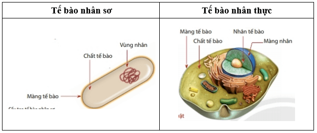 So sánh tế bào nhân sơ và tế bào nhân thực