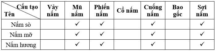 Dựa trên kết quả quan sát các thành phần cấu tạo