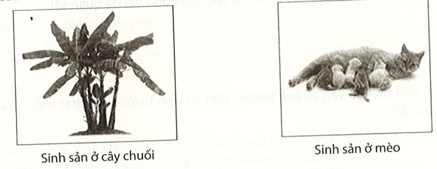 Quan sát hình dưới kết hợp kiến thức đã biết, hãy nêu khái niệm sinh sản