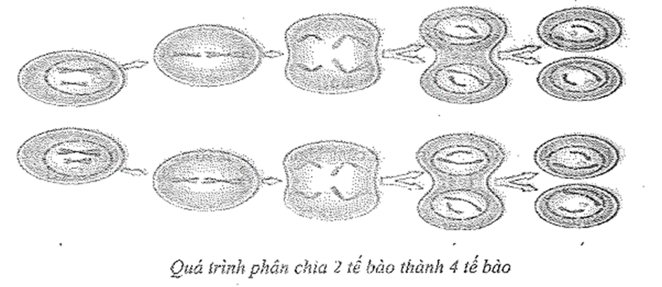 Tế bào lớn lên một kích thước nhất định thì phân chia ra thành 2 tế bào con